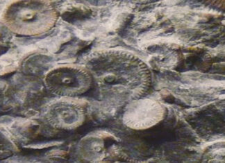 The Incredible Machine Dated in 400 Million Years