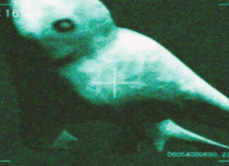 Ningen: The Mermaids of Japan